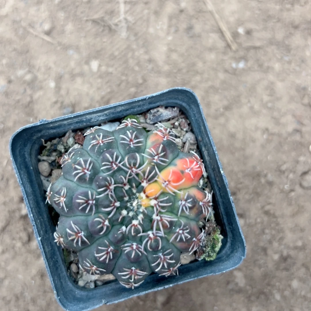 宁***零零落落 零零落落