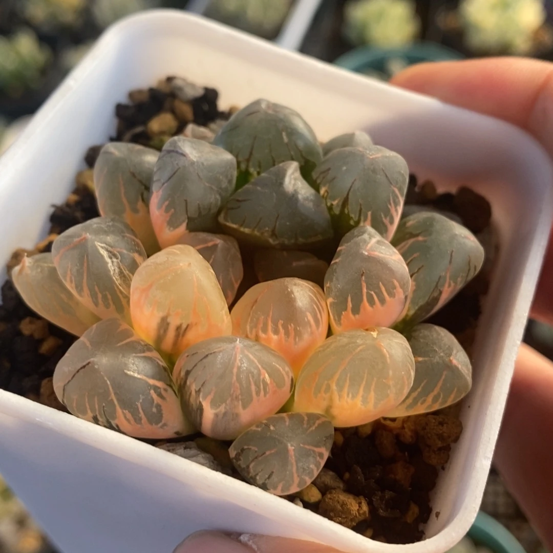 一颗实生玉露锦 特价