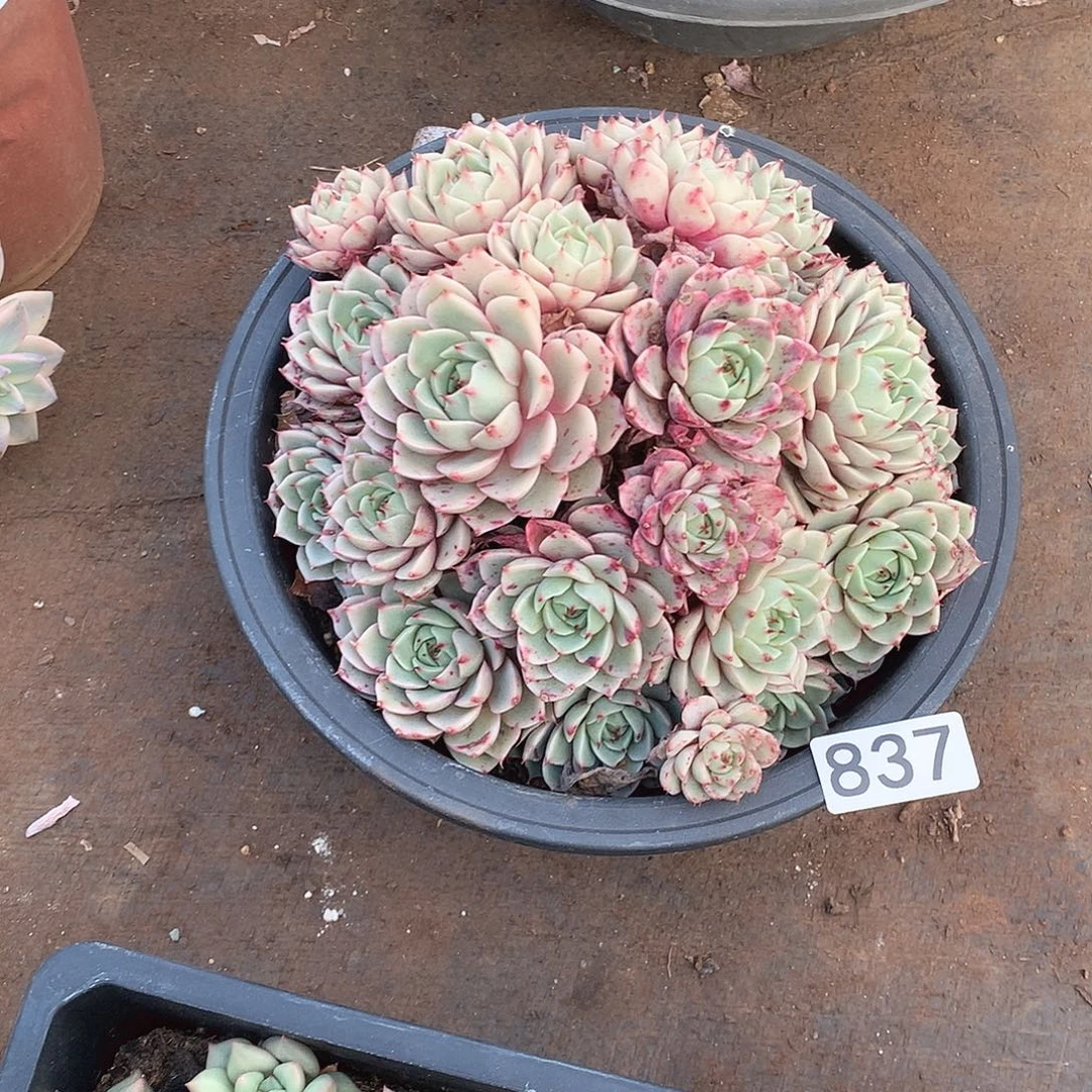 837笨巴蒂斯 一物一拍多肉