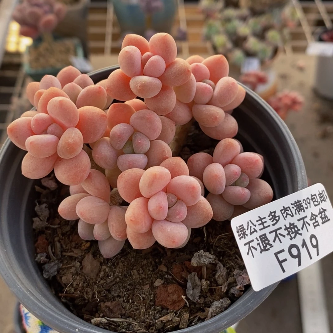 鱼子酱919/6cm多肉