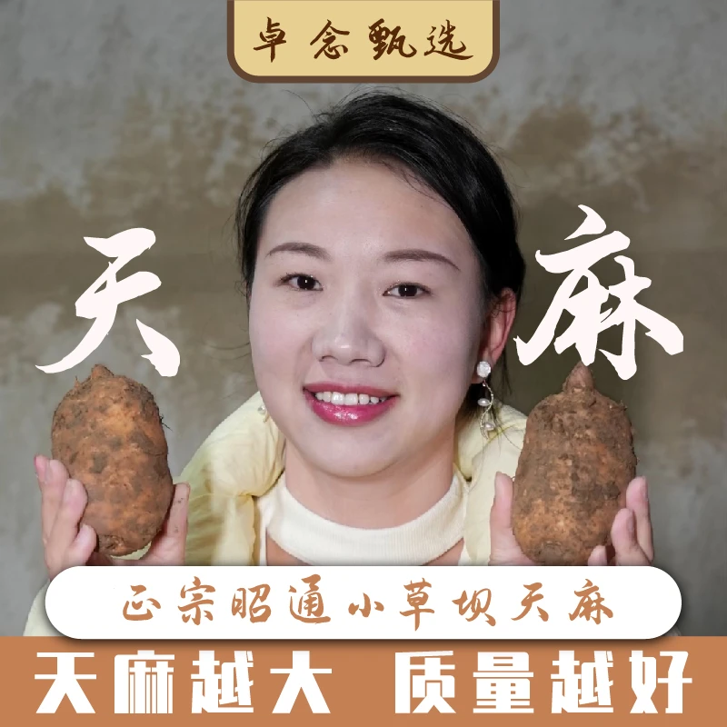 新鲜天麻正宗云南昭通小草坝新鲜天麻现挖现发产地直发
