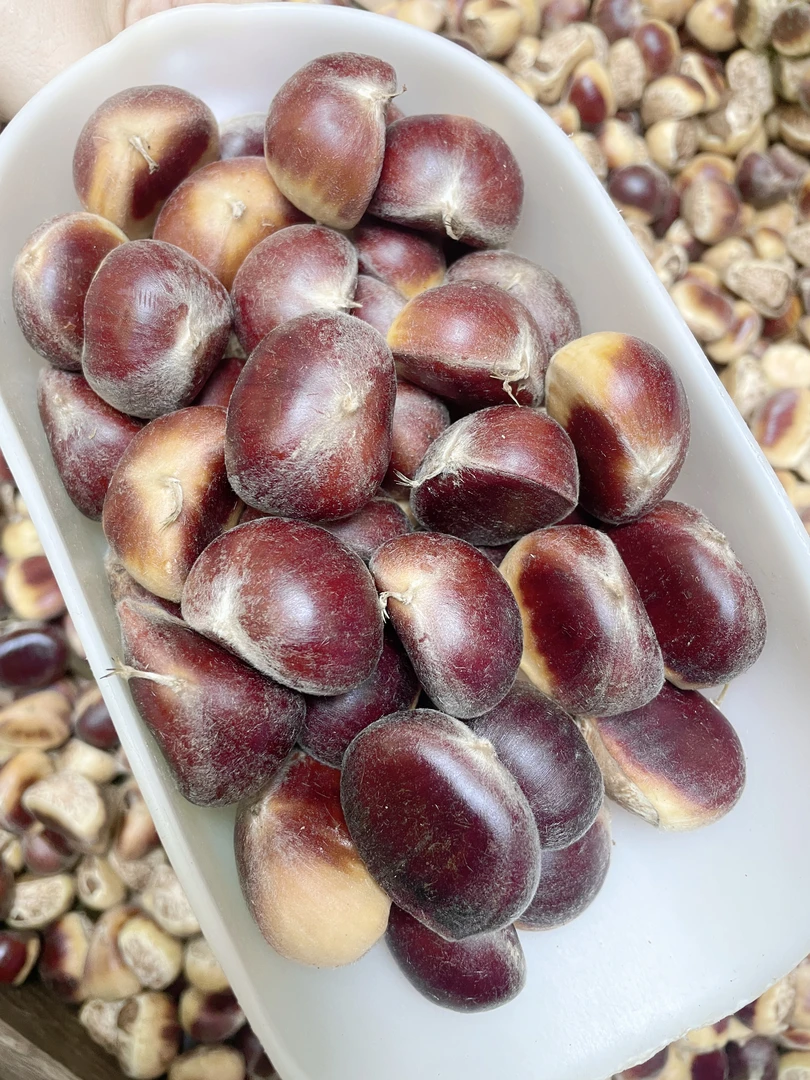 【金寨板栗  顺丰包邮】2025金寨新鲜生板栗现摘新鲜板栗