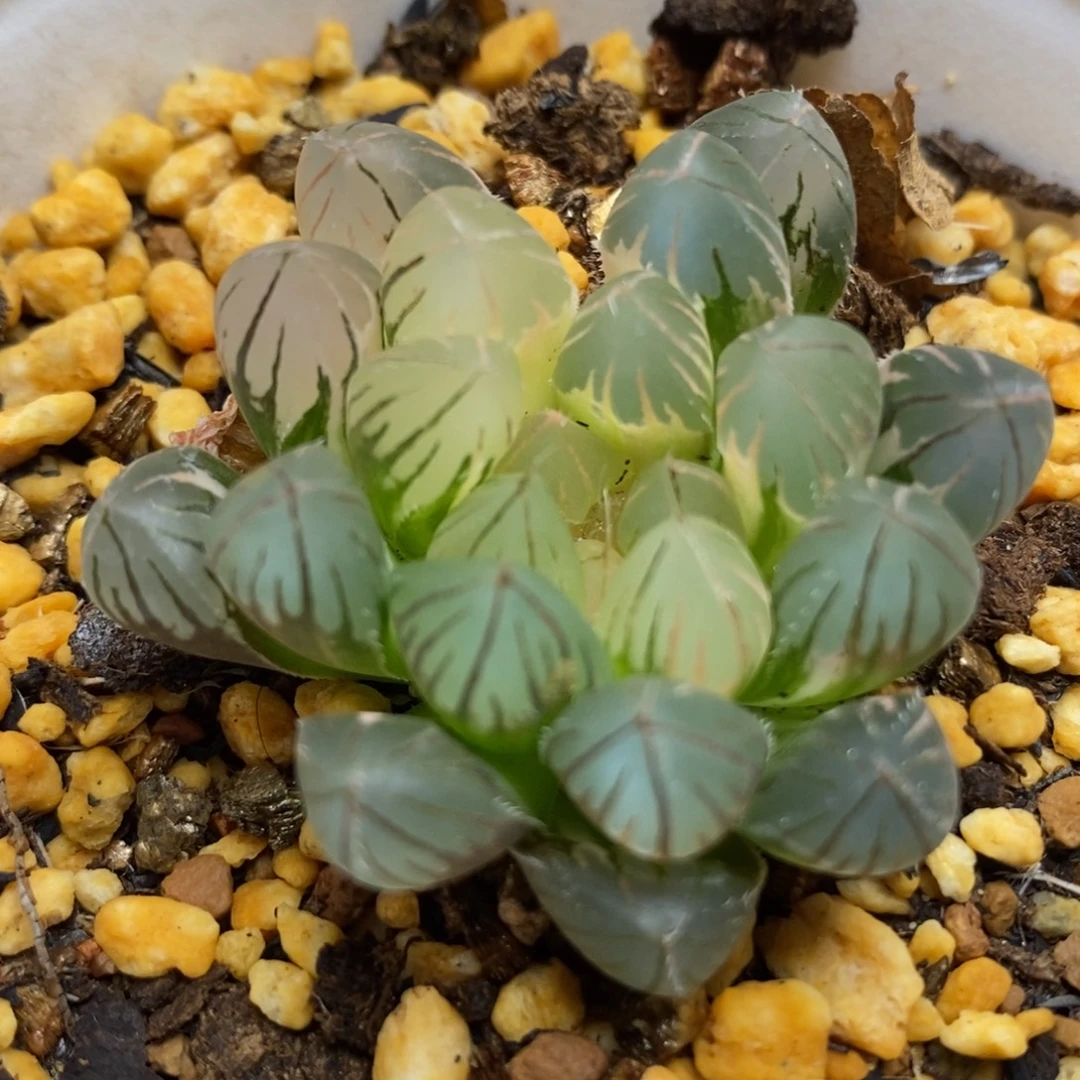 293霓虹灯玉露锦，