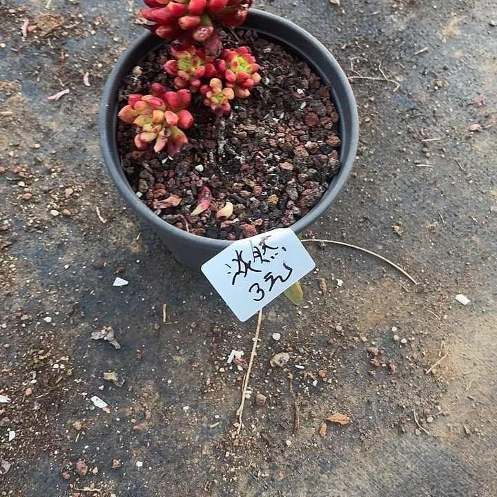 淡***然多肉植物一物一拍淡然