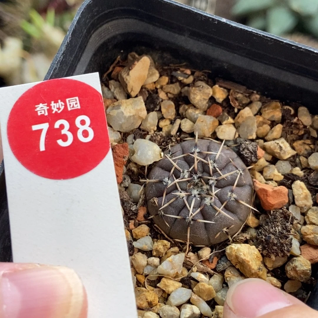 实生怪龙丸2.2cm