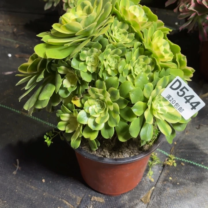 瑞妈一物一拍544