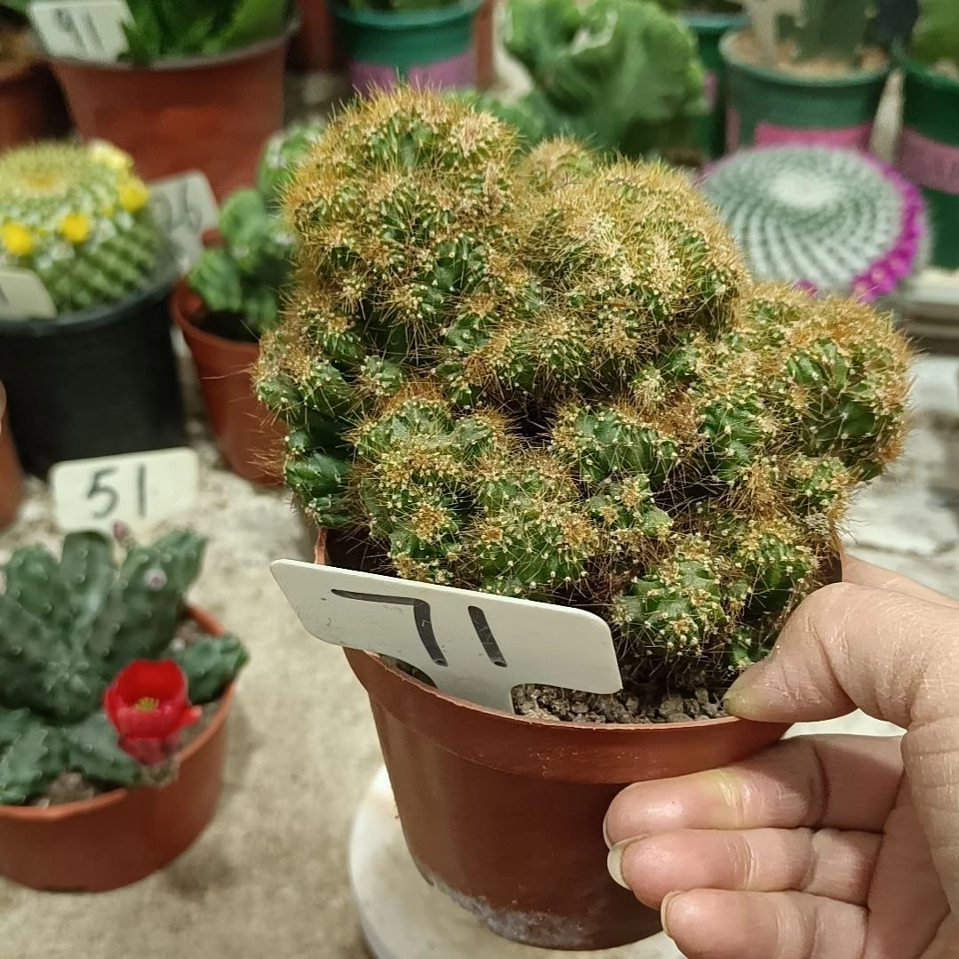 黄金山        20元