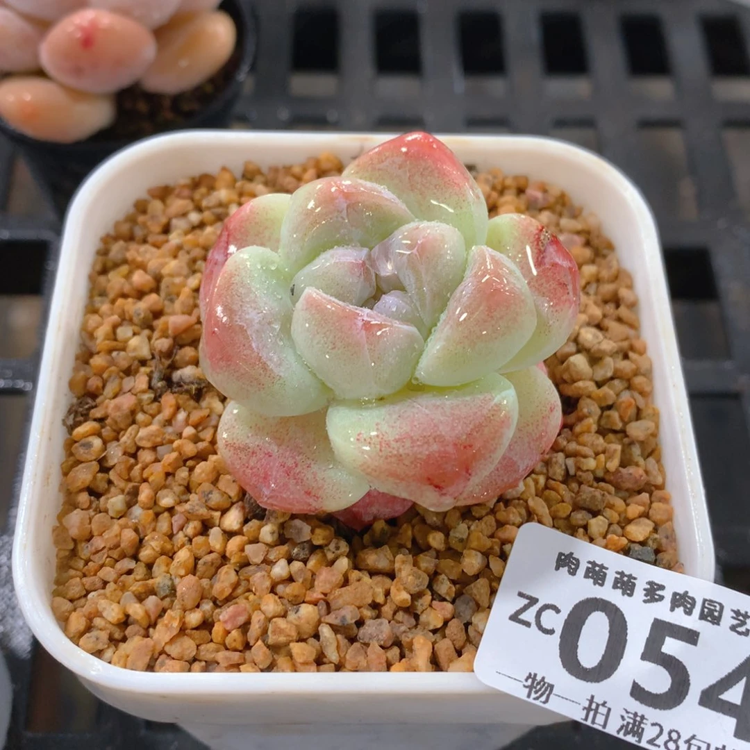 肉萌萌拇指盆精控多肉ZC054