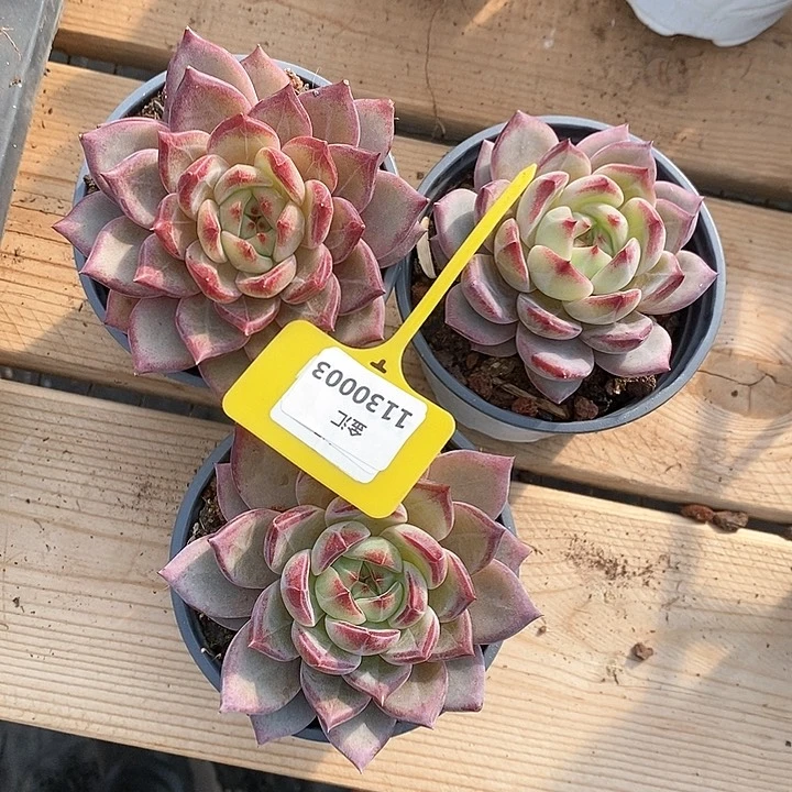 玛*一筐三颗。1130003