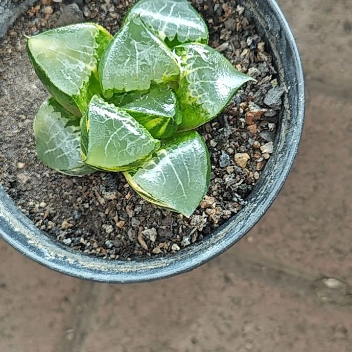 龙喜锦多肉植物原盆土