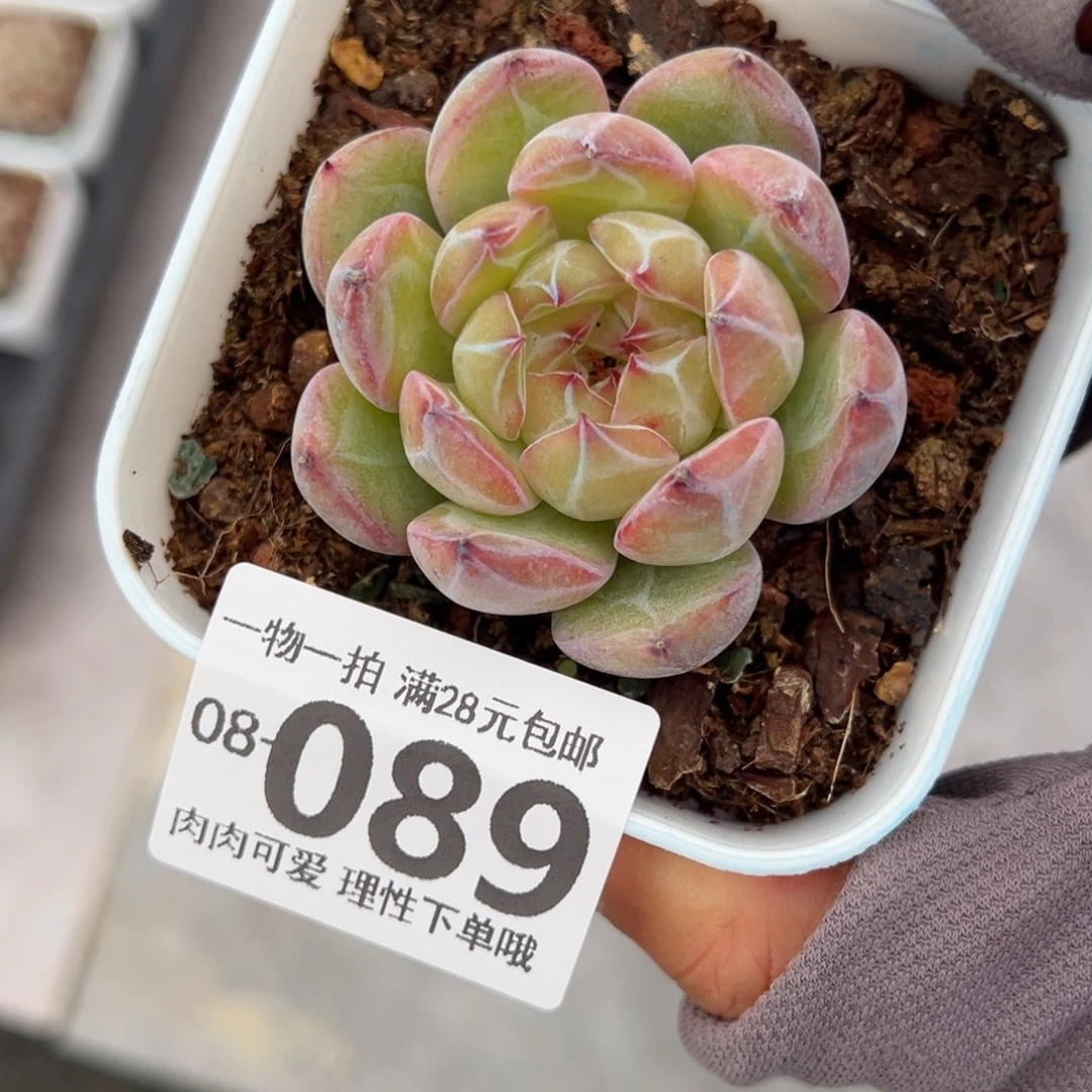 雪花珍妮多肉多肉多肉多肉