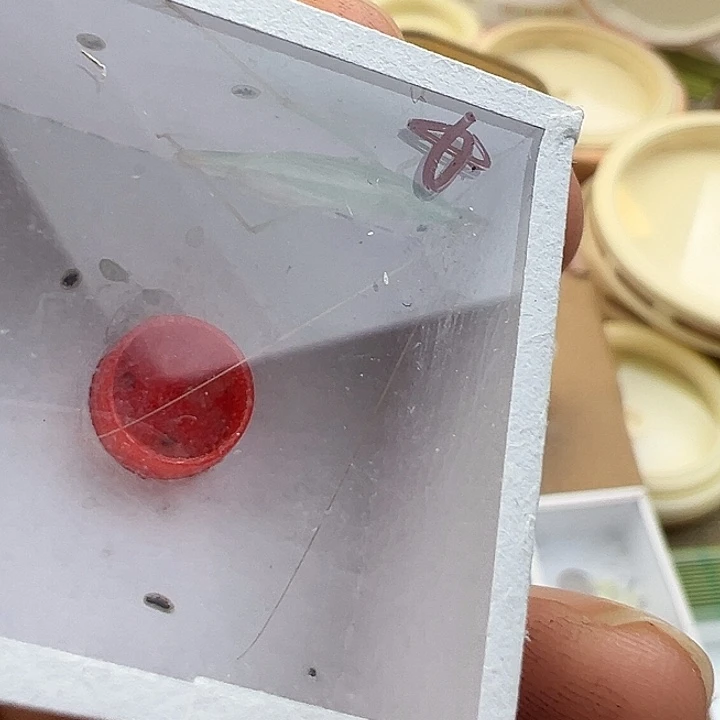 蓝竹蛉一条包邮一套条