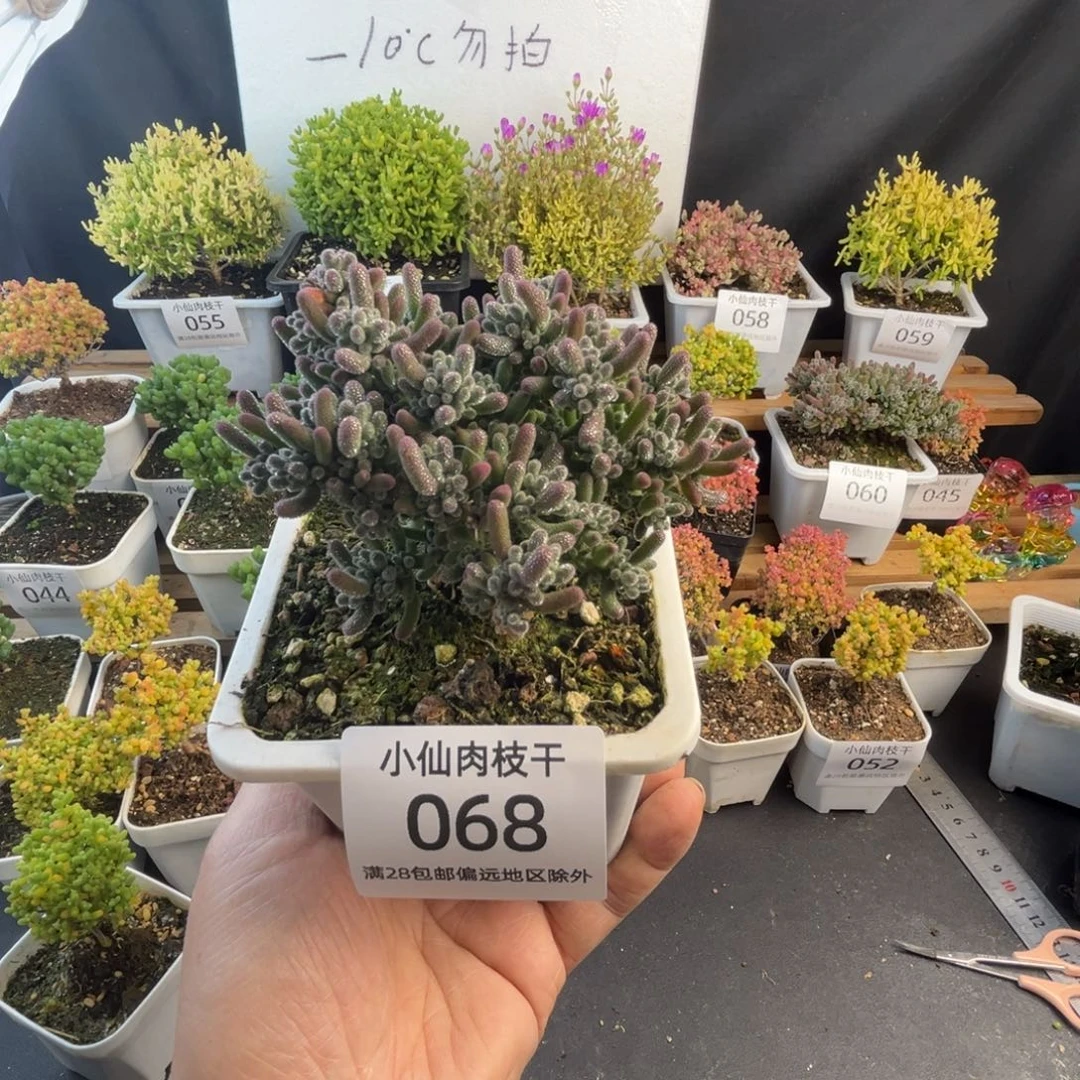 068枝干番杏10口盆冰紫