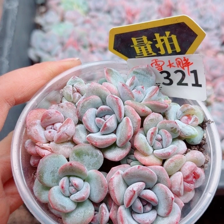 多肉植物多肉植物