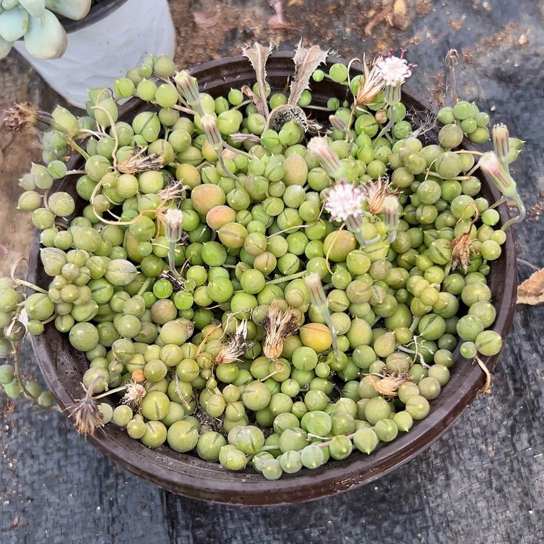 多肉植物佛珠带盆