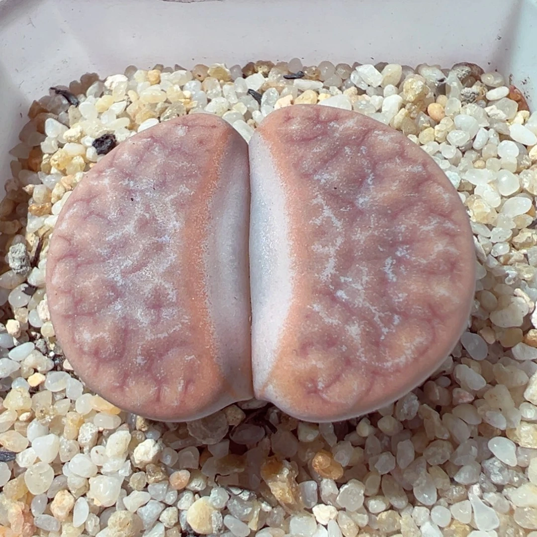 914-214多肉多肉的3.5cm
