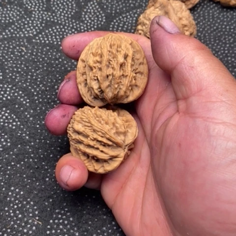 文玩核桃把件虎头1.1