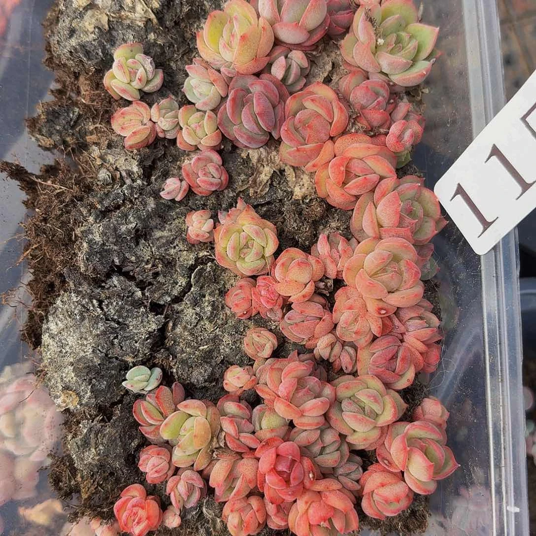 多肉植物多肉植物115