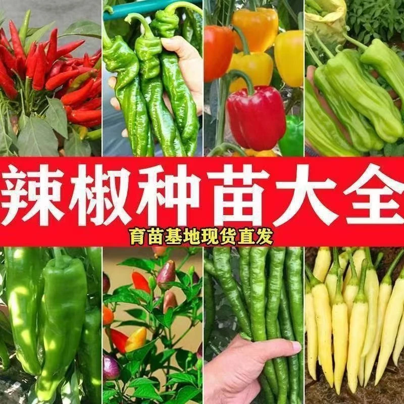 各种辣椒苗大全螺丝美人线椒五彩小辣椒甜椒辣椒秧苗