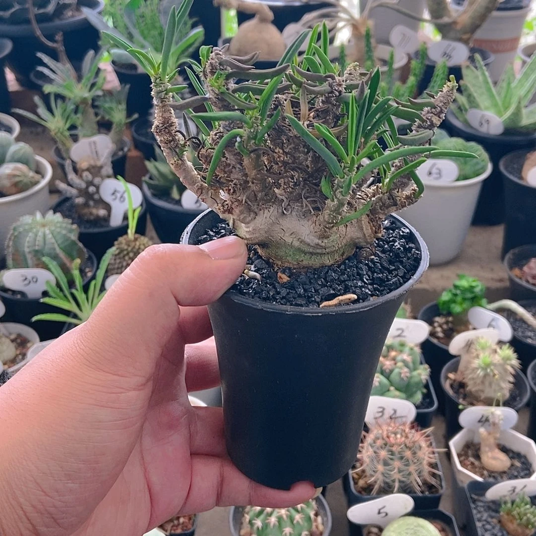 筒叶麒麟一物一拍