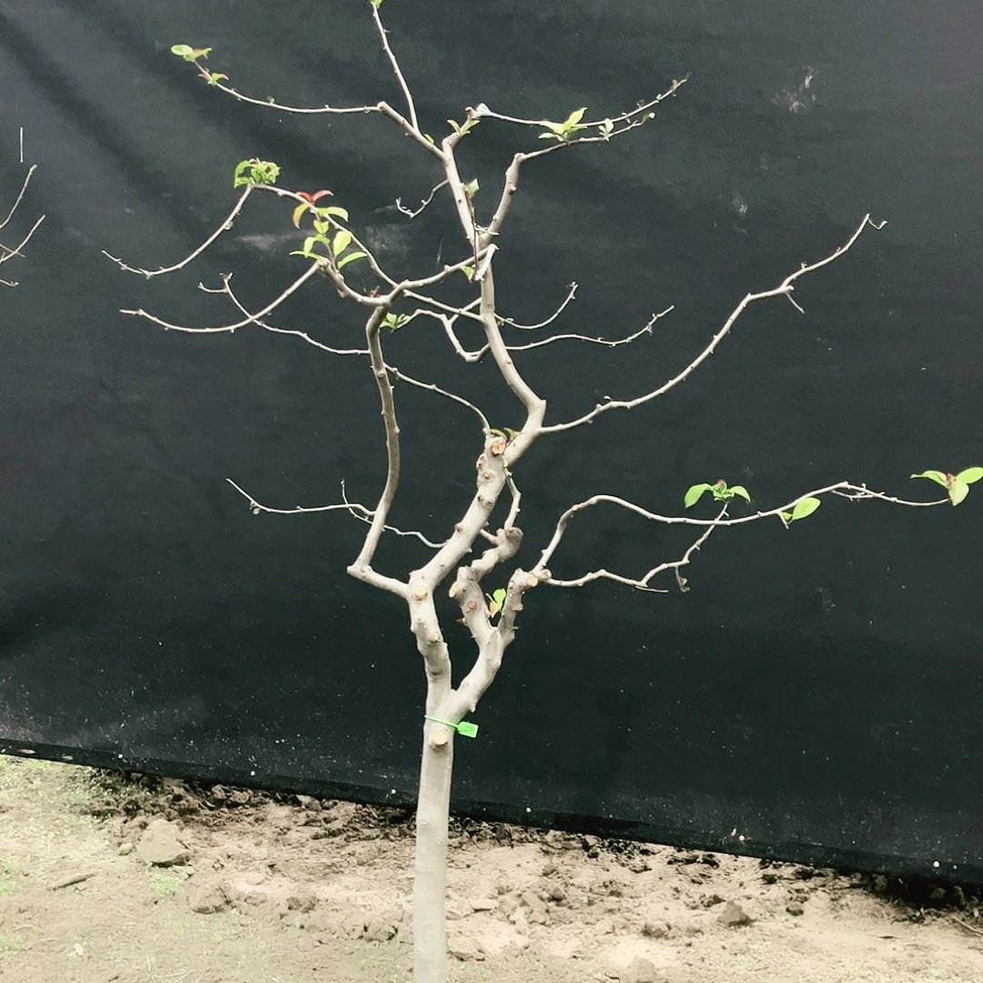 无花朵春天开花，
