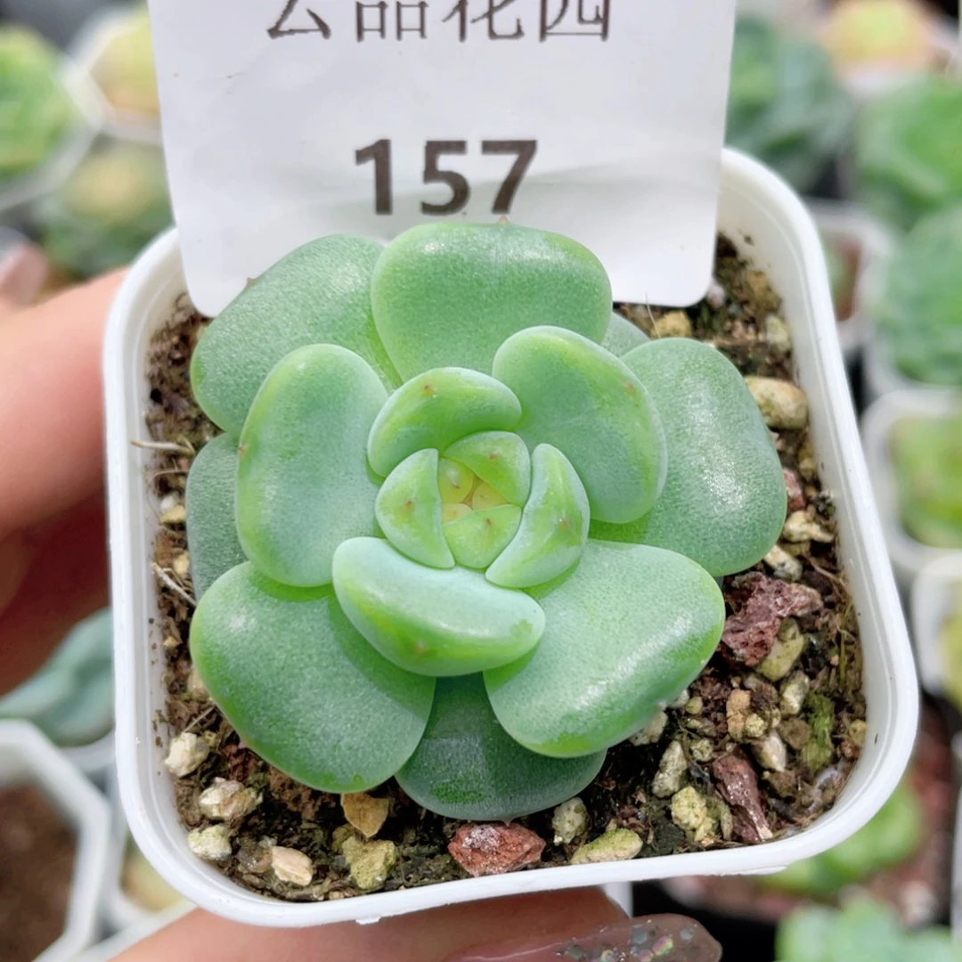157号糖心冰心珍妮 灵仙