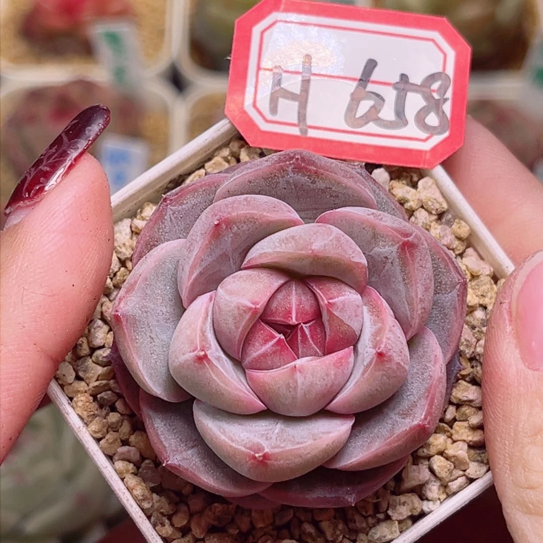 H658一物一拍 紫瞳