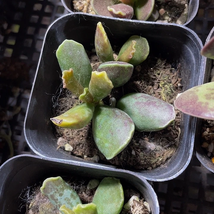 紫库博水泡3.8带盆土