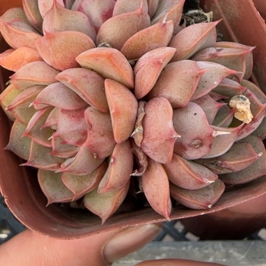 128玫瑰夫人。一物一拍多肉