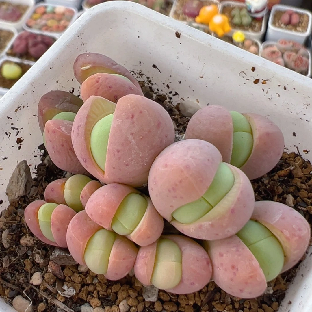 109多肉植物百科知识