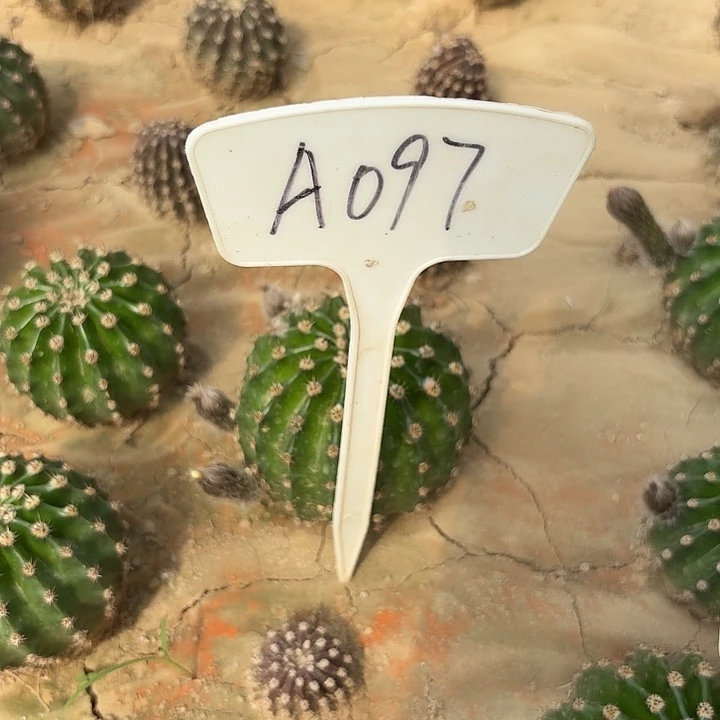 张*瑞A097,马丙仙人球