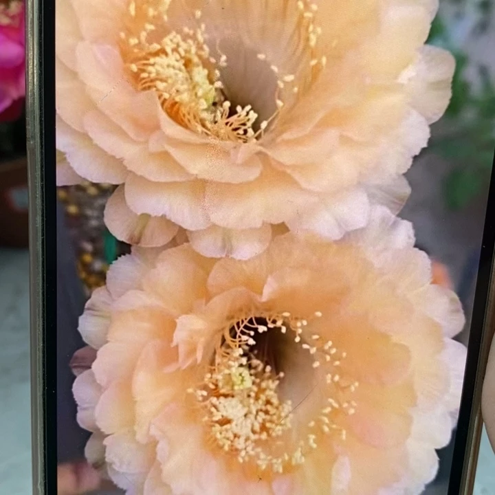 彩草新香槟侧芽3公分左右