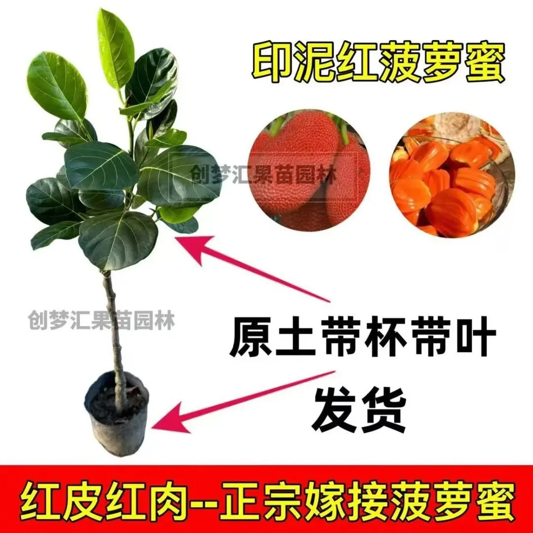 当年结果四季菠萝蜜树苗耐寒室外果树苗树菠萝南北方可种
