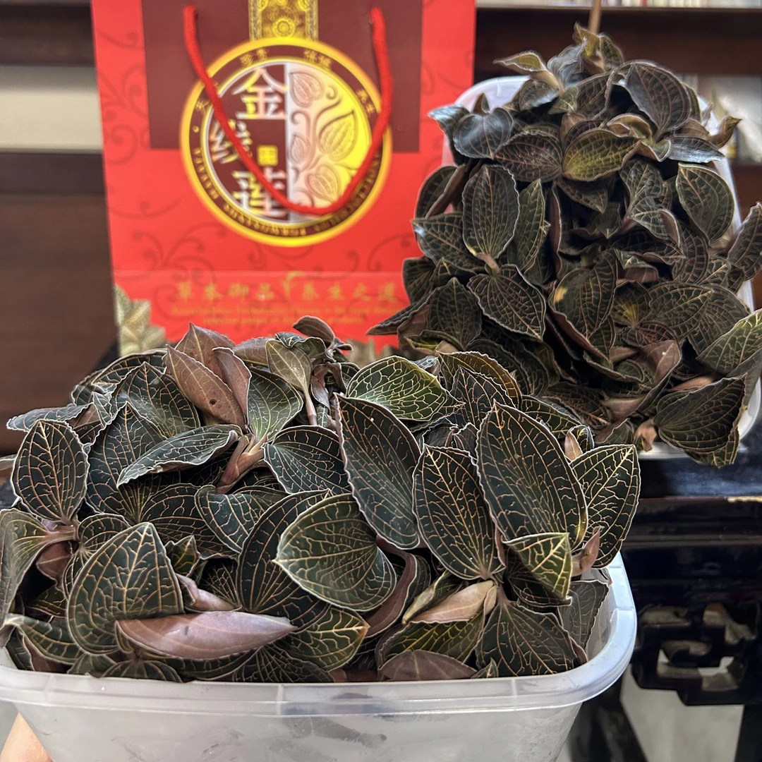 福建南靖 大棚种植本地红霞 鲜品金线莲