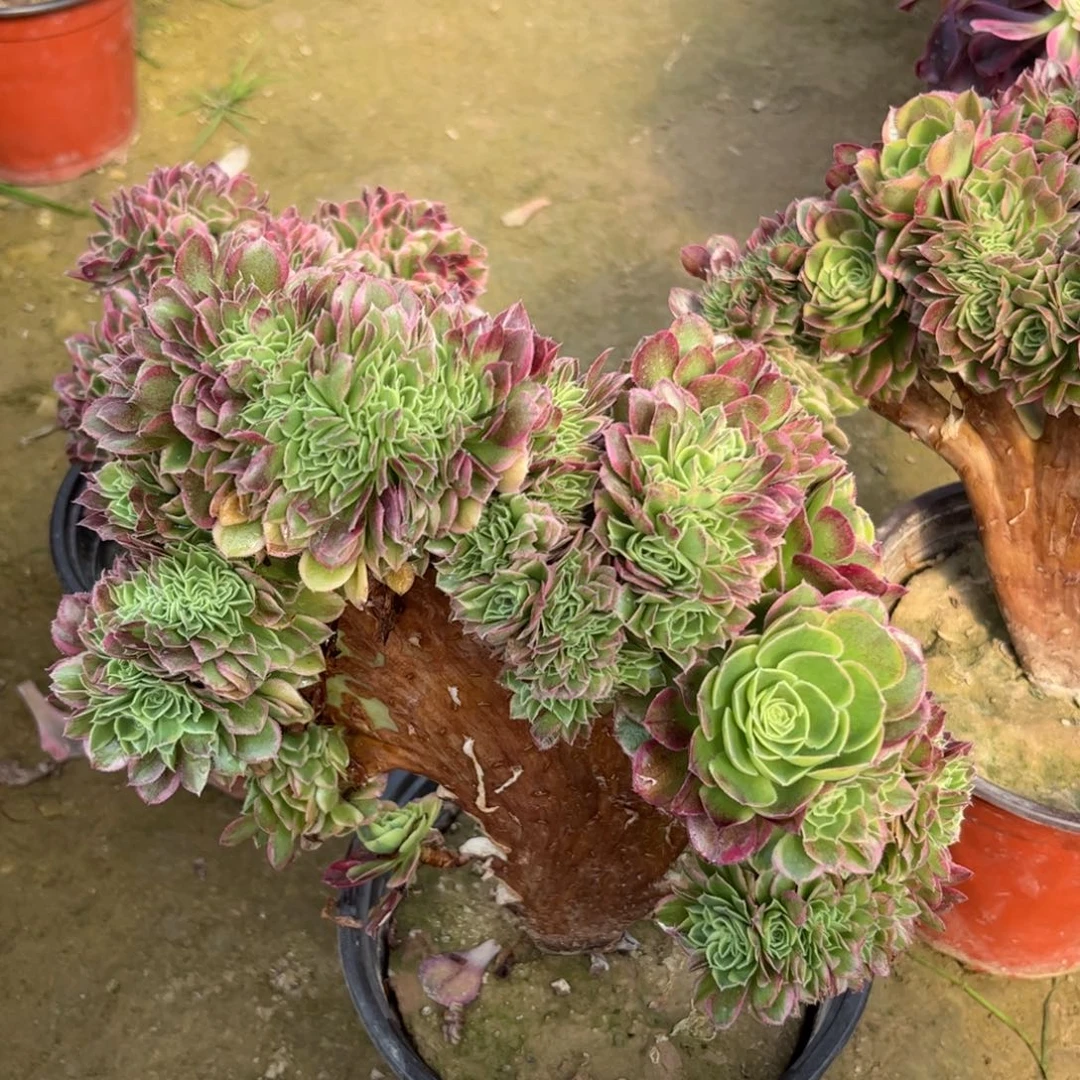 389万圣节奶白锦多肉植物法师