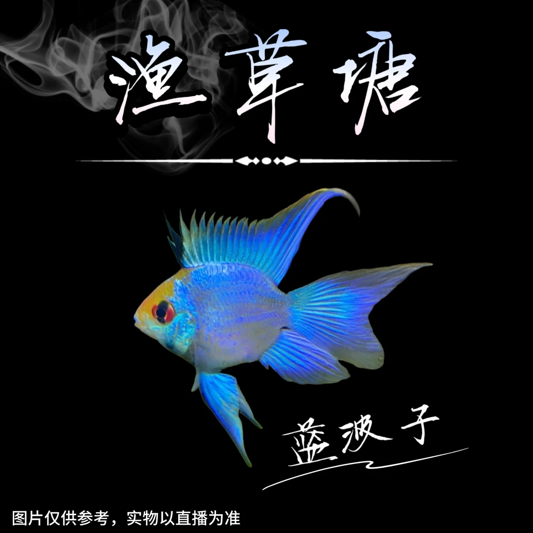 【渔草塘】阿凡达蓝波子 小型热带观赏鱼好养耐活可混养