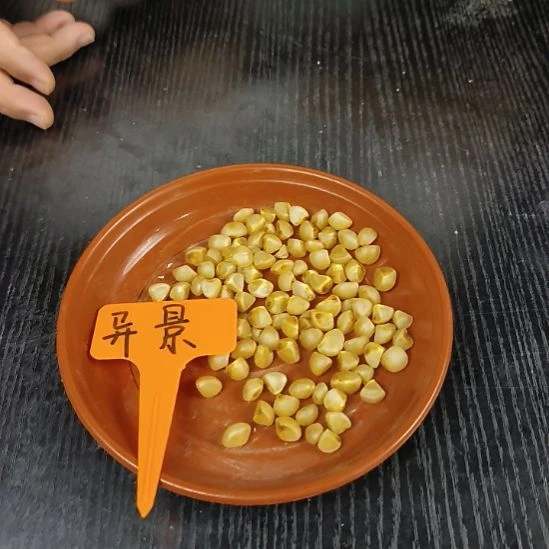 无花朵异景种球5粒