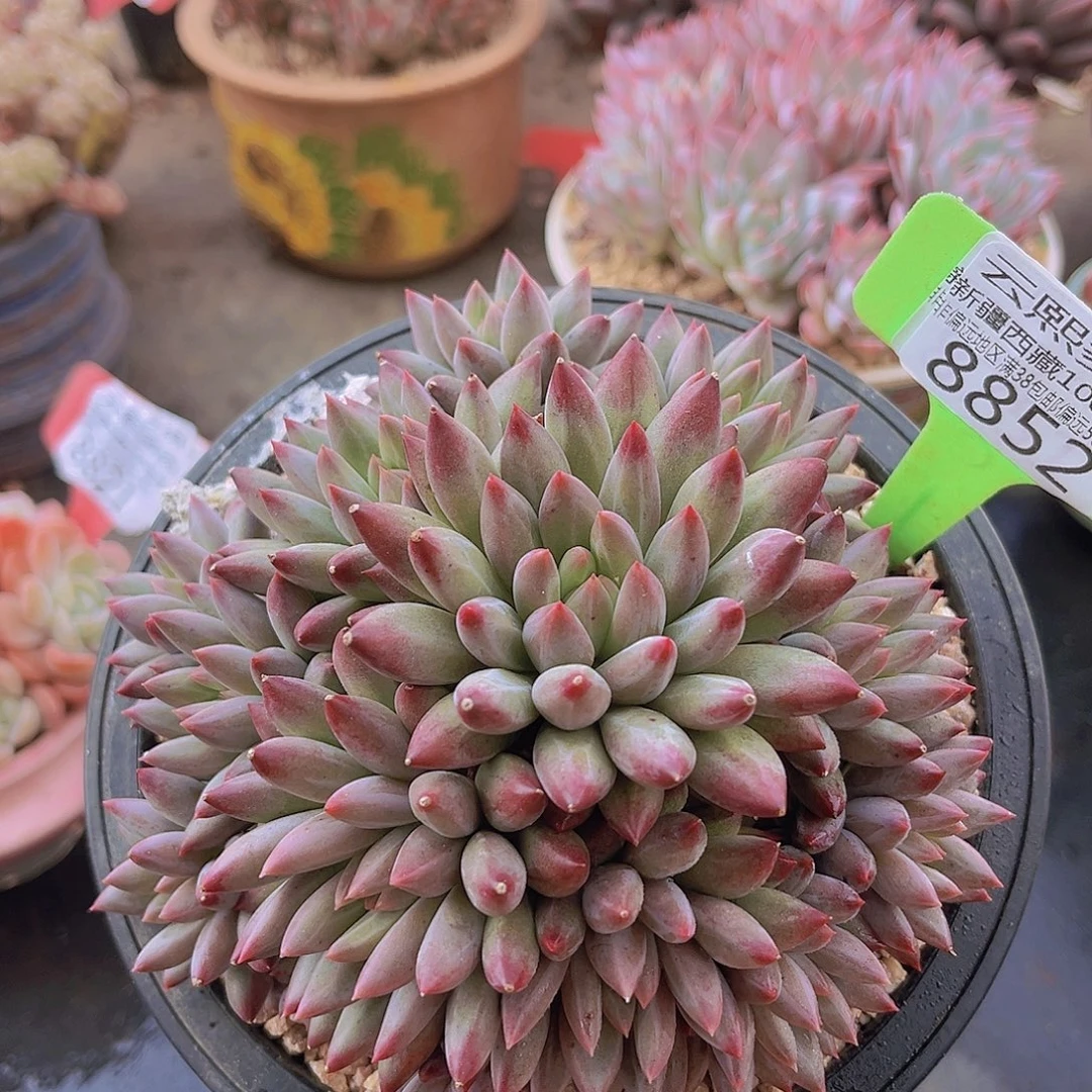 8852车厘子多肉植物
