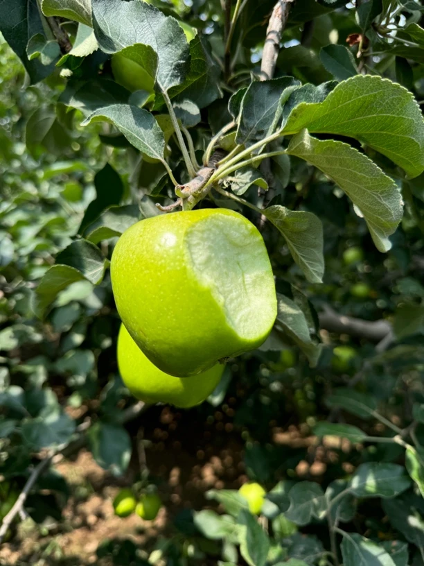 抢【仙女果】仙女口味  新鲜酸甜脆苹果，现摘现发，五分酸五分甜