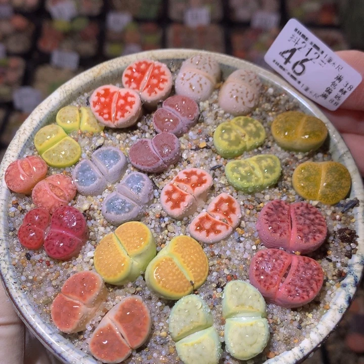 精致生石石212.46