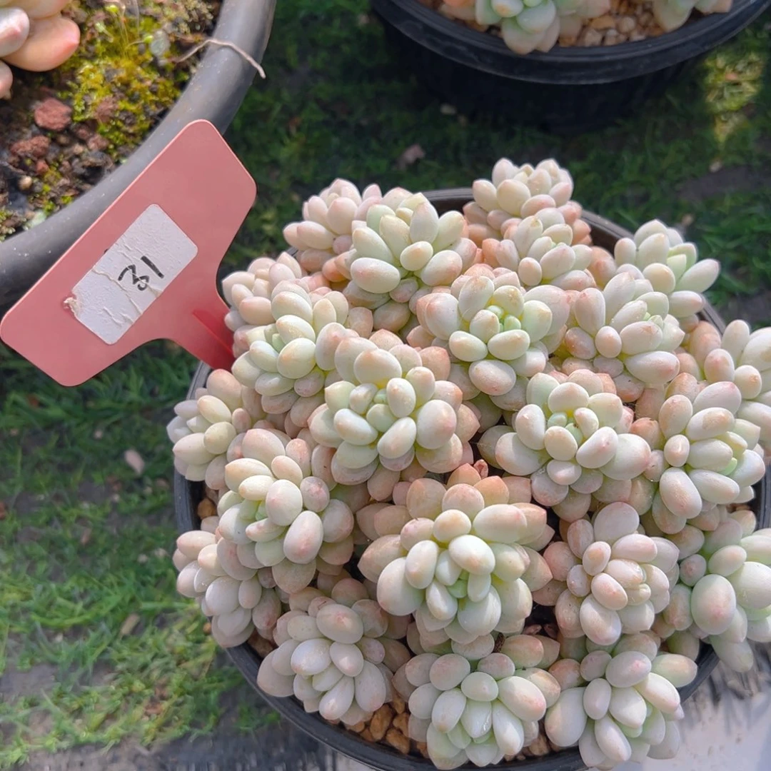 末*香玉的故事是一个人的故事