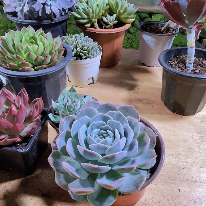 江****多肉00000000000305