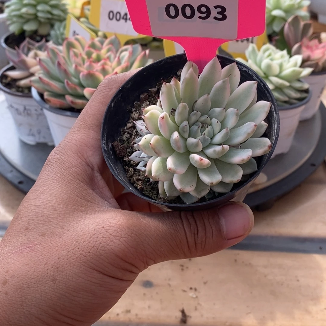 0093妲己哈哈哈哈哈哈哈