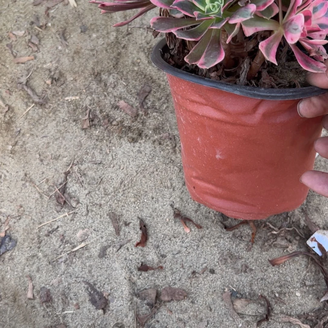 391女妖多肉植物法师