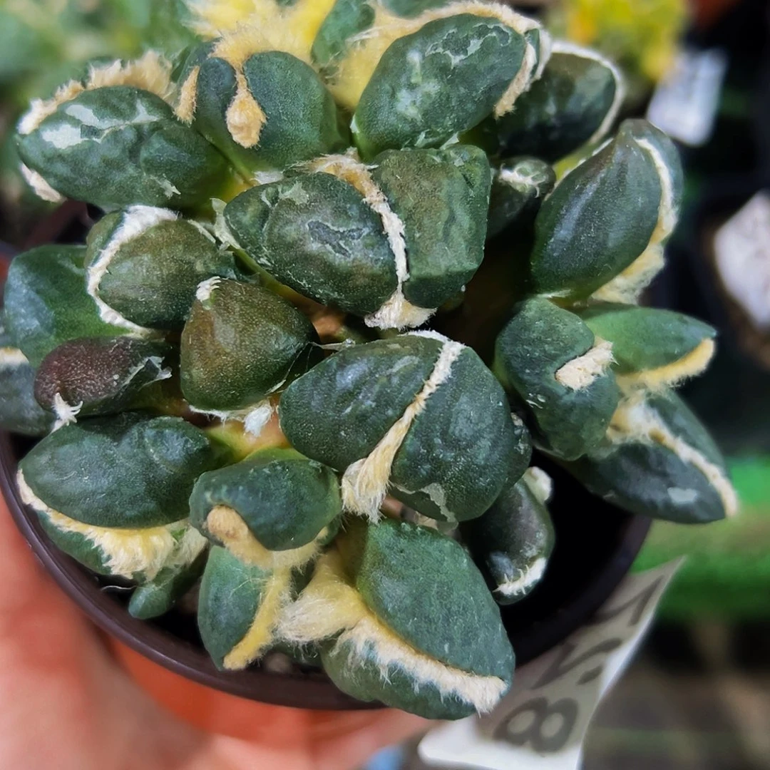 无花朵中筋光面牡丹群827