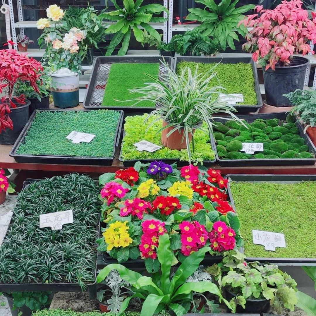 补发4个平方的砂藓