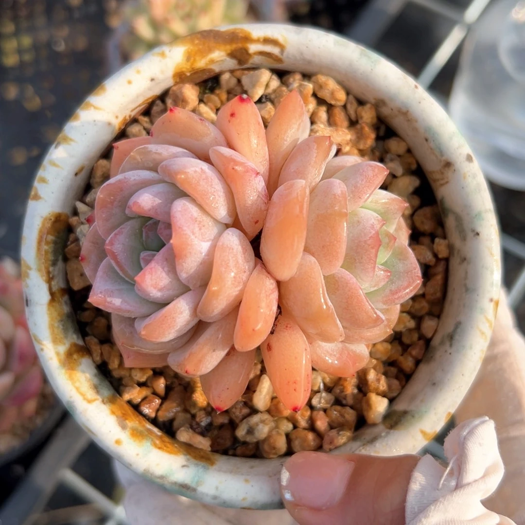 恩宠（满38包邮）多肉