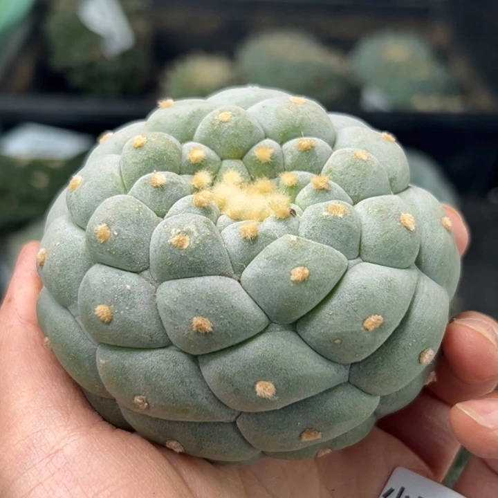 L****s197仙人球是什么意思