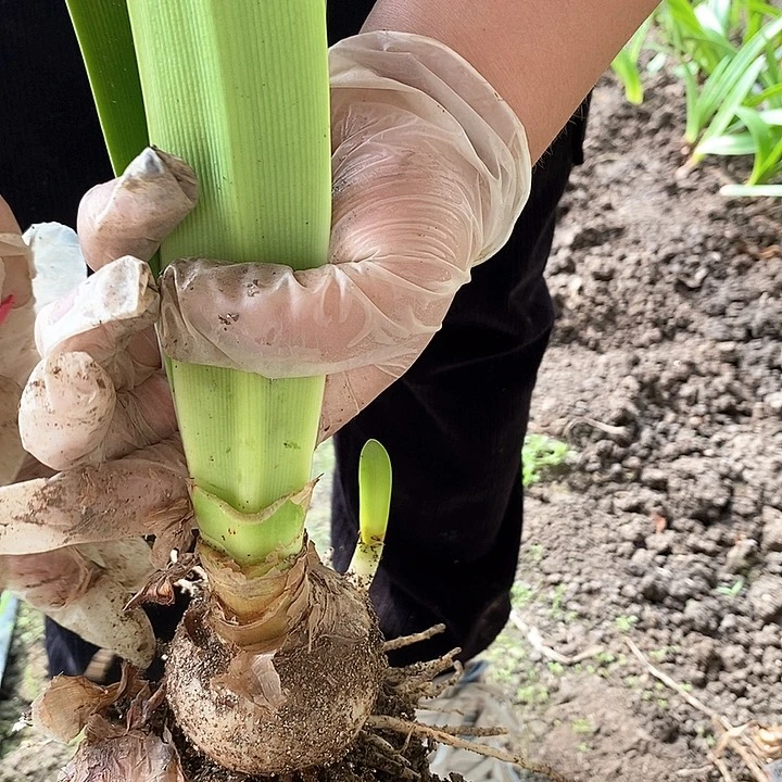 羲和朱顶红4厘米