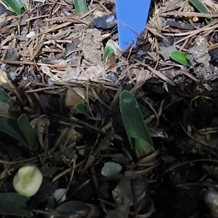 W***J完全开放毛兰苗一颗